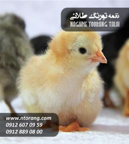 فروش جوجه گوشتی همای ساری